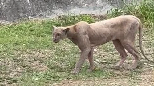 Captan a un puma cazando a una gata en la colonia Sierra Alta