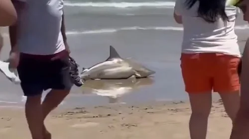 Video: Bañistas captan a tiburón varado en Isla del Padre