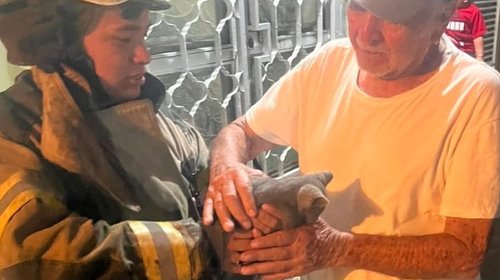 Atiende Protección Civil más de 220 rescates de animales en 2026