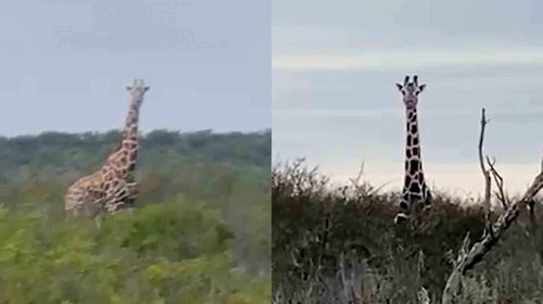 Misterioso avistamiento de jirafas sorprende el norte de Coahuila