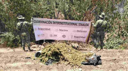 Marina destruye presunto secadero de marihuana en Sinaloa