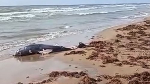 Hallan delfín sin vida en playa Bagdad; se desconocen las causas