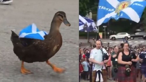 Lidera pato 'Dawny' fiesta de hinchas escoceses en Rhode Island