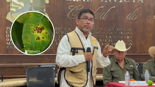 El cancro de los cítricos impacta producción y empleo