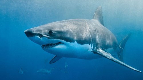 Muere pescador tras ataque de tiburón blanco en Australia