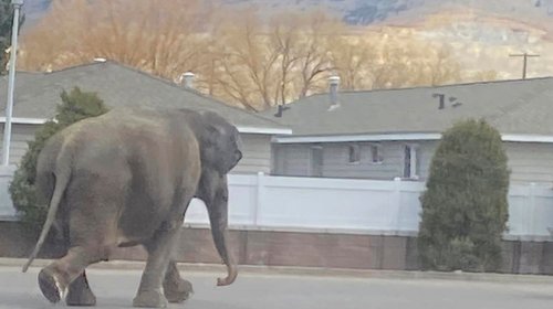 Elefanta escapa de circo y deambula por calles de Montana