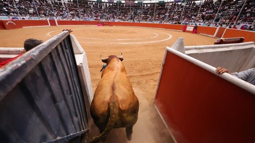 Emprenden batalla legal para detener corridas de toros en CDMX