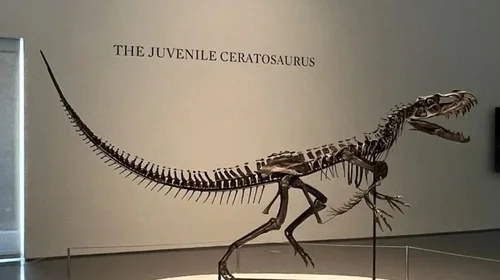 Subastarán dinosaurio bebé único por hasta 6 $mdd en Nueva York