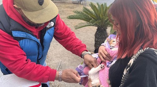 Esterilizan más de 90 mascotas en Ramos Arizpe en campaña