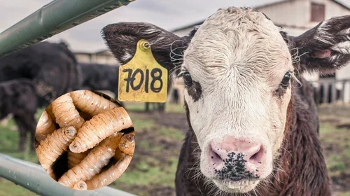 Suman 86 contagios por gusano barrenador en Nuevo León