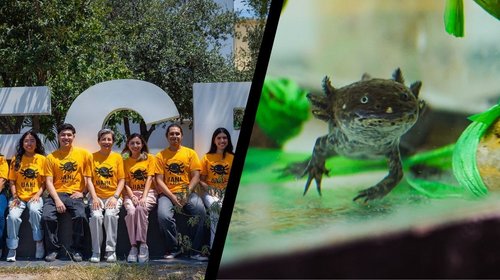 UANL lidera estudio sobre conservación del ajolote Ambystoma