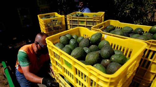 Pegará a exportaciones freno al aguacate y mango hacia EUA