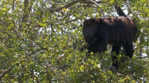 Fallecen 157 monos al sur del país por intenso calor