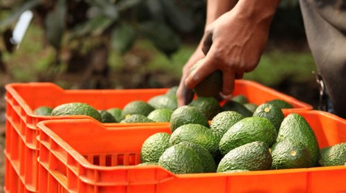 Busca Estados Unidos veto al aguacate mexicano