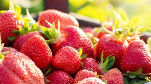 Trump podría imponer aranceles a fresas mexicanas 