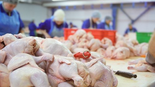 Analiza México restricción a importaciones de pollo