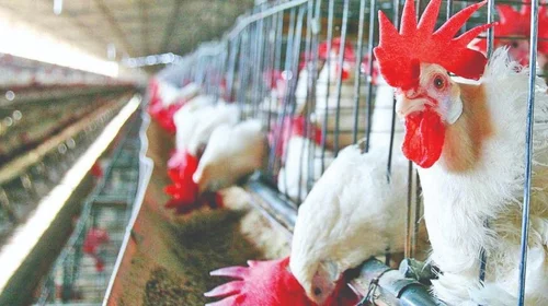 Reactiva México importación de productos avícolas de Brasil
