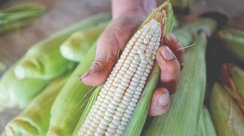 Disminuye el 2.1% de la producción agropecuaria a nivel nacional