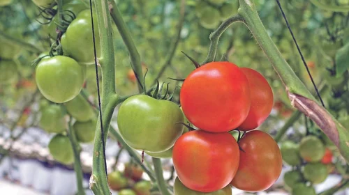 Arancel al tomate 'ni tan malo'; podría abaratarse en México