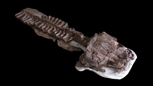 Fósiles muestran enorme salamandra de antes de los dinosaurios