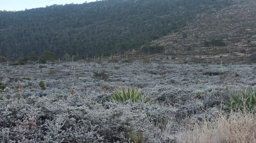 Amanece Galeana a cero grados; cae capa de hielo sobre vegetación