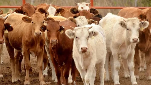 Genera pérdidas millonarias freno a exportación de ganado a EUA