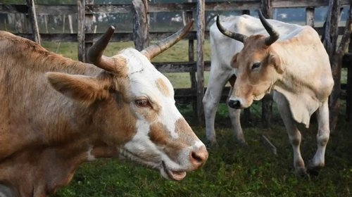Aumentan casos de gusano barrenador; ya hay 13 casos