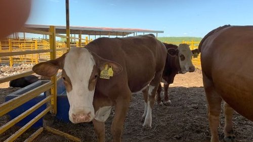 Tamaulipas descarta crisis por suspensión ganadera