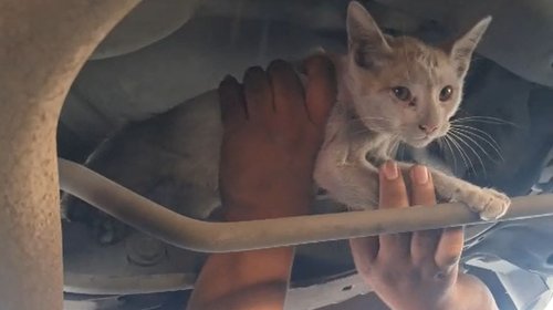 Rescatan a gato atrapado en llanta de un vehículo en Escobedo