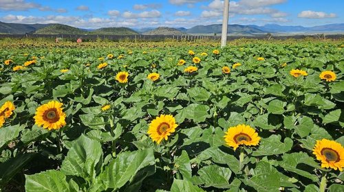 Alistan girasoles para recibir visitantes en ejido San Antonio