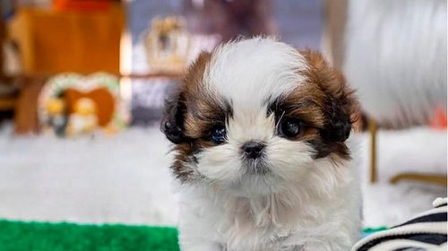 Detectan gusano barrenador en perro de San Pedro
