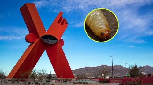 Detectan primer caso de gusano barrenador en Ciudad Juárez