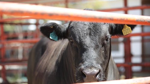 Gusano barrenador avanza hacia Texas; productores alertan