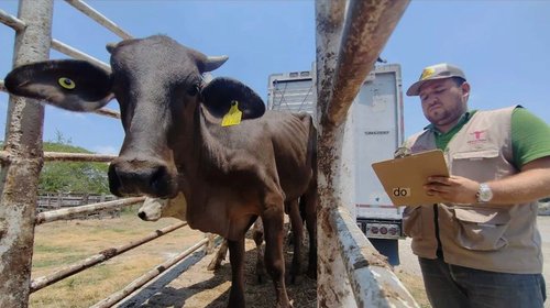 Refuerzan blindaje sanitario en Tamaulipas por gusano barrenador