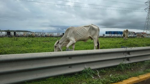 Refuerzan cerco sanitario por gusano barrenador en Tamaulipas