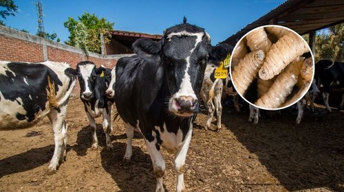 Ganaderos alertan por sobrerregulación por gusano barrenador