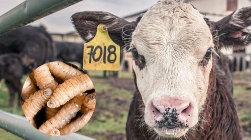 Sin nuevos contagios humanos por gusano barrenador en NL