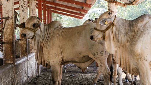 Declaran inactivos casos de gusano barrenador en NL