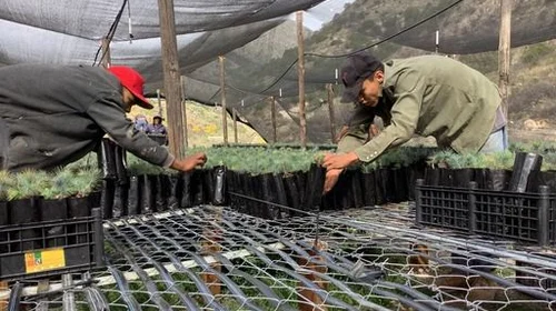 Plantarán 160,000 árboles en Sierra de Santiago en otoño