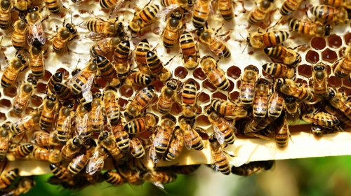 Hombre muere por ataque de abejas en Valle Hermoso