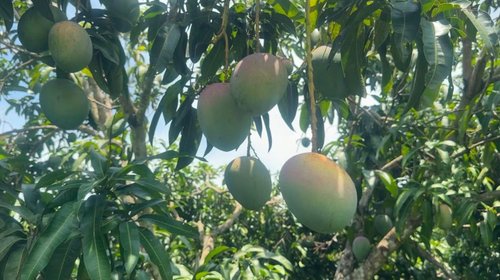 Huasteca tamaulipeca en plena cosecha de mango