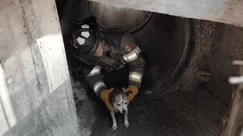 Rescata Protección Civil a perro atrapado en alcantarilla