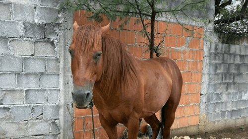 Piden rescate de caballo abandonado en Cerro de la Campana