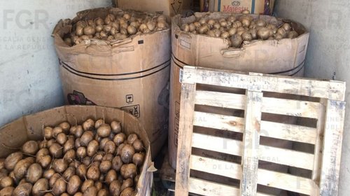 Incautan 916 kilos de droga oculta entre jícamas en Durango