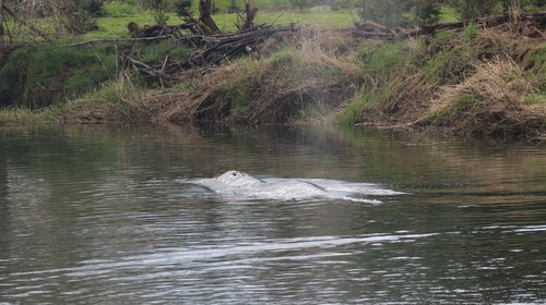 Hallan muerta a ballena gris que nado río arriba en Washington