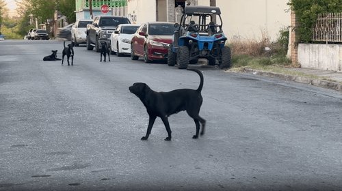 Ofrece Karely Ruiz apoyo a albergue de perros y gatos