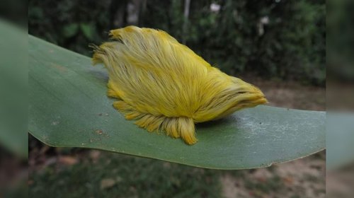 La oruga 'peluche': PC advierte sobre este insecto a evitar