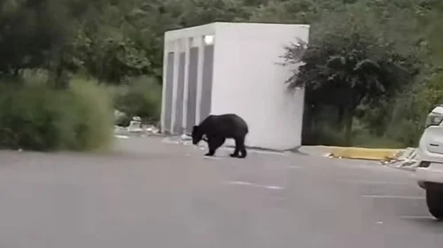 Detectan a mujer en Mederos que daba pay de manzana a oso
