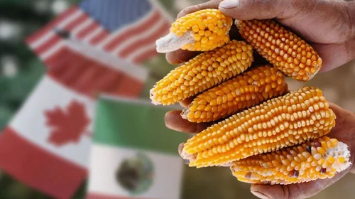 México rechaza fallo del T-MEC sobre maíz transgénico