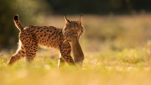 Lince ibérico se recupera tras 20 años en peligro de extinción
